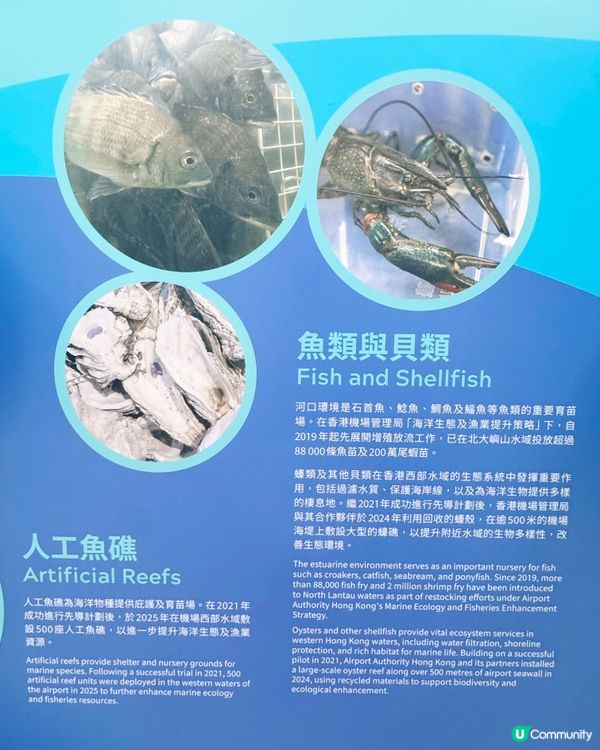機場發展與自然共存故事🌊✈️