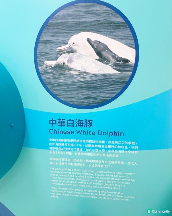 機場發展與自然共存故事🌊✈️