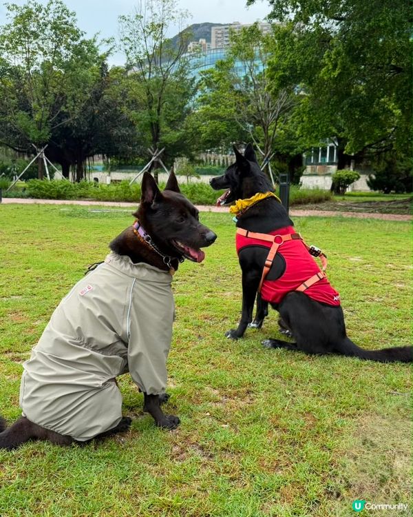 🌦️✨媽媽們&狗狗約會🤭