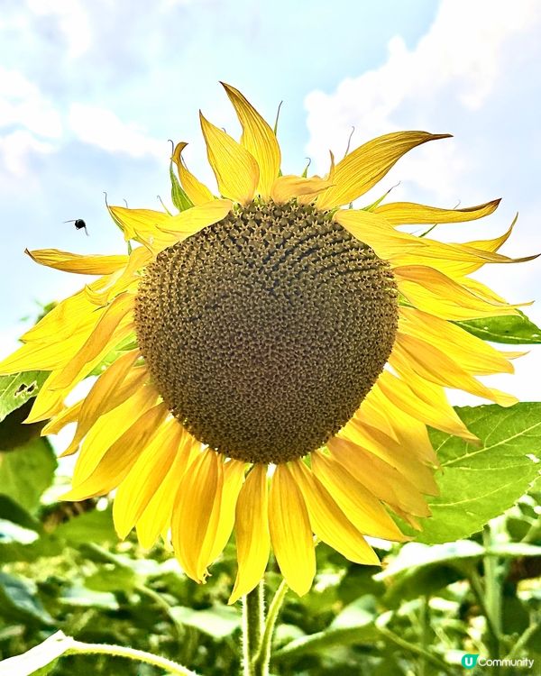 《不只是眼前的風景》🌻