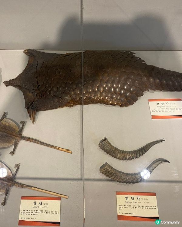 免費入場！大邱藥令市睇盡珍貴韓藥材 🤩🌿