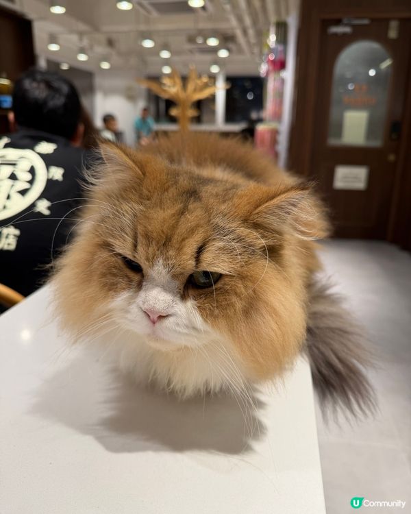 貓貓 Urban Cafe