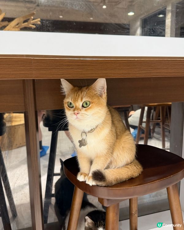 貓貓 Urban Cafe