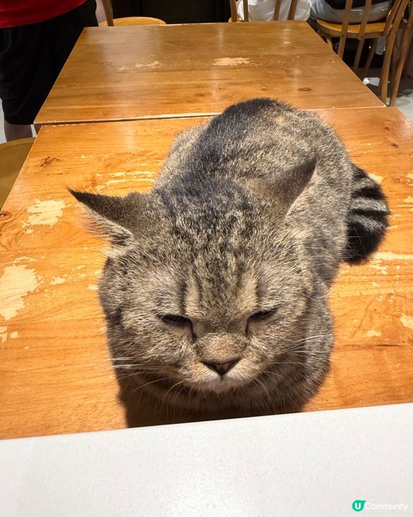 貓貓 Urban Cafe