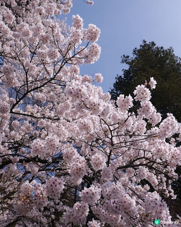 【旅遊日本】名信片級絕美粉櫻淺藍富士山 - 新倉富士淺間神社