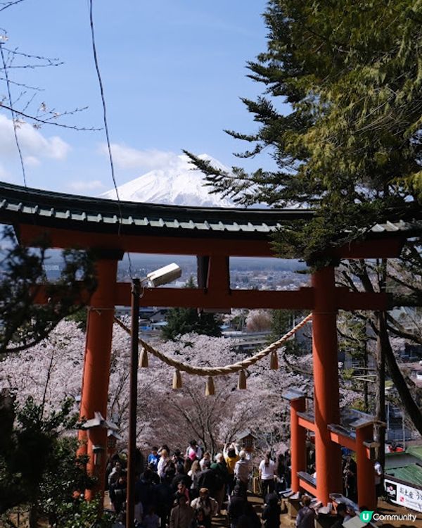 【旅遊日本】名信片級絕美粉櫻淺藍富士山 - 新倉富士淺間神社