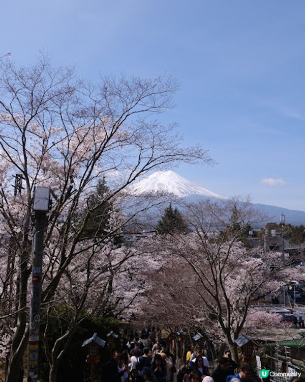 【旅遊日本】名信片級絕美粉櫻淺藍富士山 - 新倉富士淺間神社