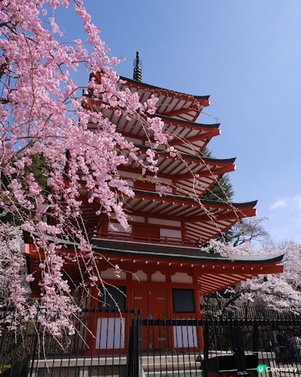 【旅遊日本】名信片級絕美粉櫻淺藍富士山 - 新倉富士淺間神社