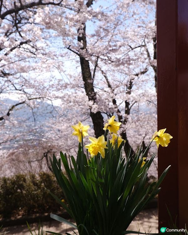 【旅遊日本】名信片級絕美粉櫻淺藍富士山 - 新倉富士淺間神社
