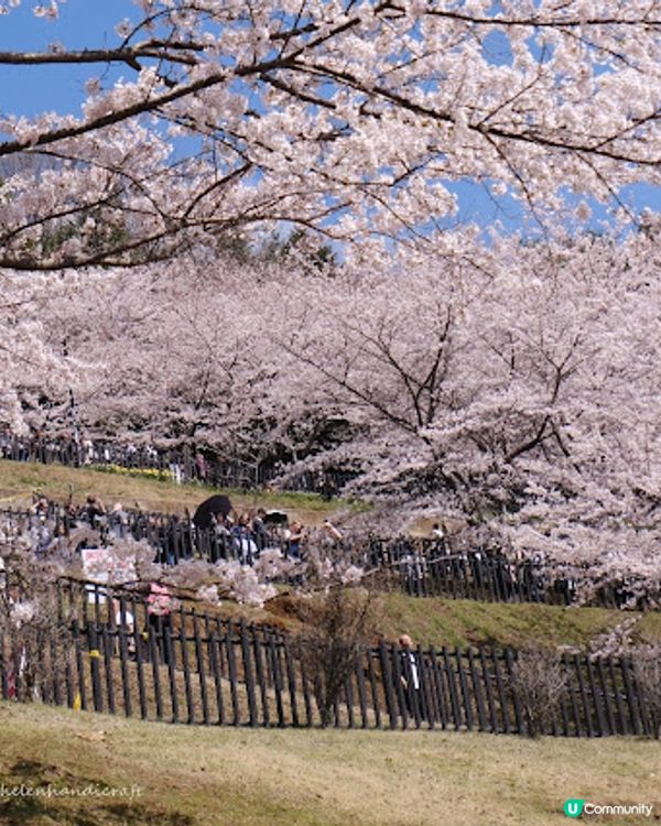 【旅遊日本】名信片級絕美粉櫻淺藍富士山 - 新倉富士淺間神社