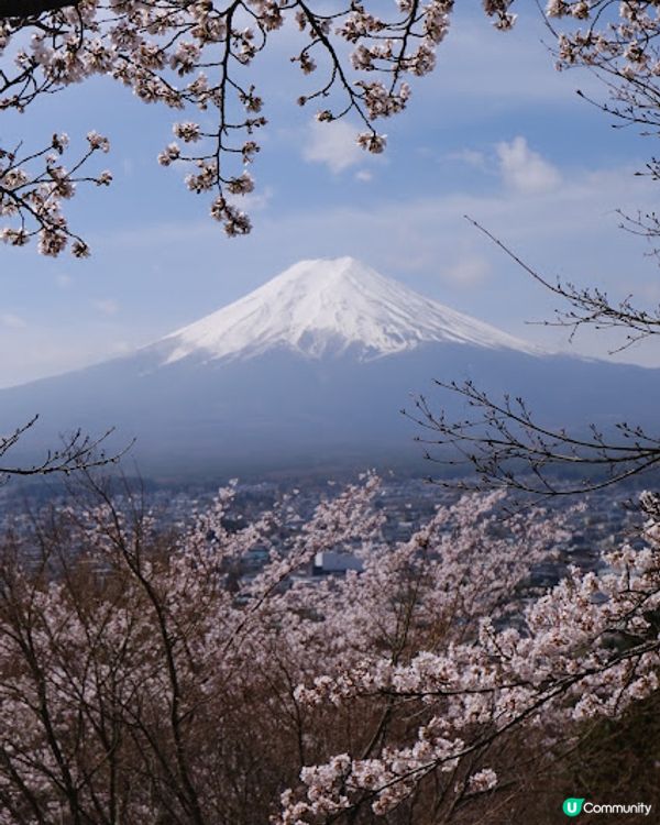 【旅遊日本】名信片級絕美粉櫻淺藍富士山 - 新倉富士淺間神社