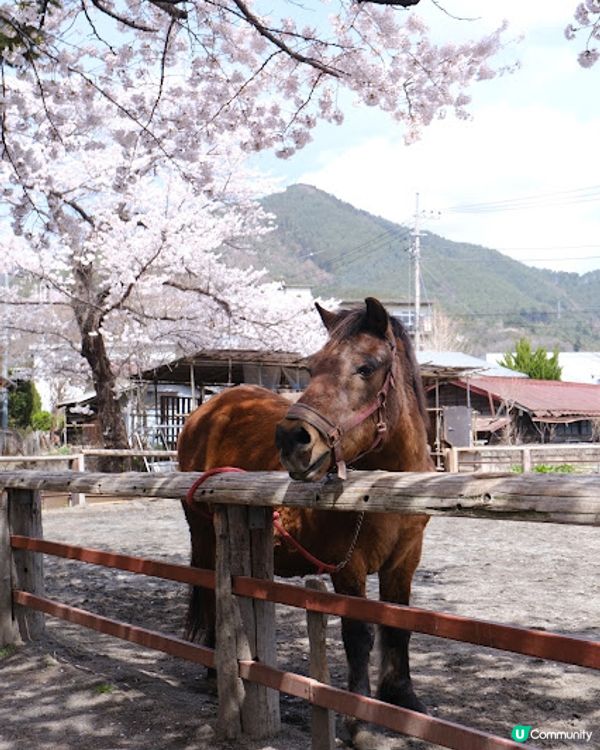 【旅遊日本】名信片級絕美粉櫻淺藍富士山 - 新倉富士淺間神社