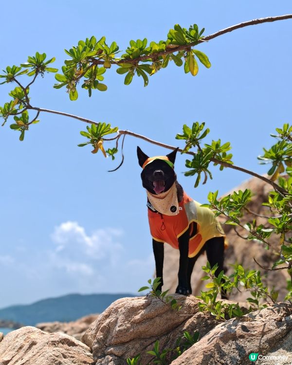 馬灣樂悠遊！🐶🌊🍜