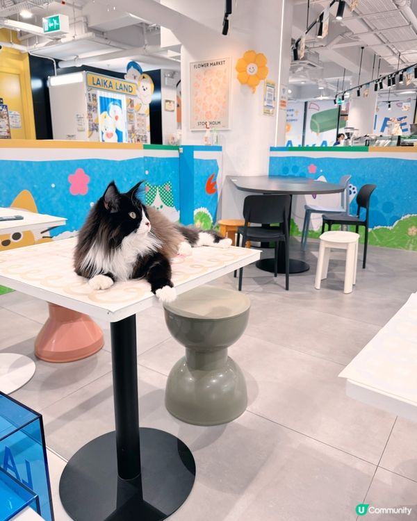 🇲🇴 萊卡星球（LAIKA LAND）🐶🐈全澳最大型寵物友善