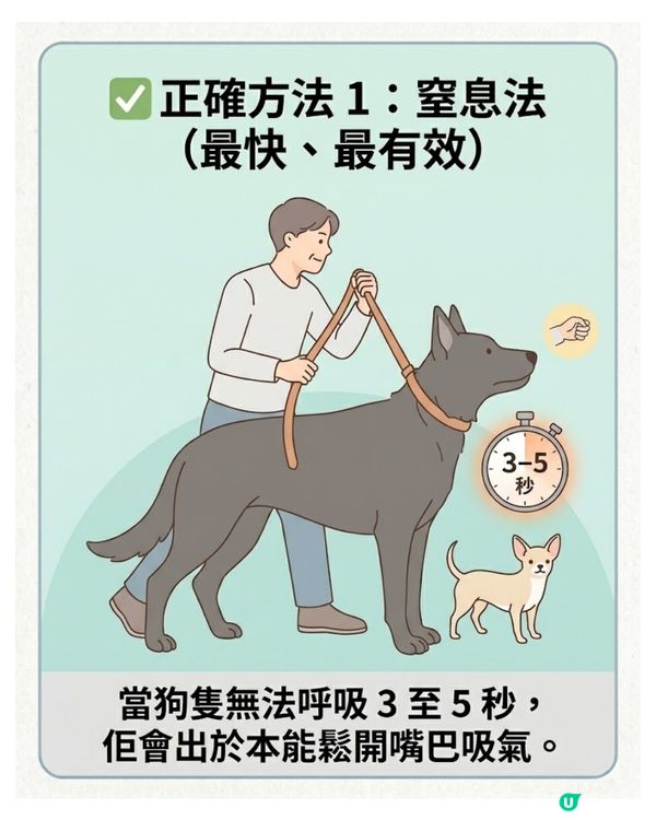⚠️全港狗主必Save！大狗咬住唔放點算？打頭、硬拉全錯！教你「3秒強制鬆口」救命法🚨