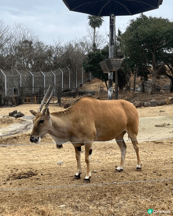 日本動物園，同小朋友一齊玩同觀賞動物生活，因為日本放養嘅關係...
