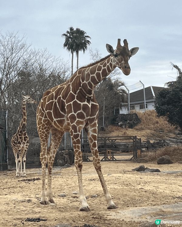 日本動物園，同小朋友一齊玩同觀賞動物生活，因為日本放養嘅關係...