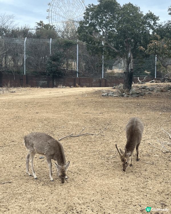 日本動物園，同小朋友一齊玩同觀賞動物生活，因為日本放養嘅關係...