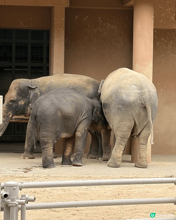 名古屋東山動植物園，可以睇到好多動物，而且週邊都好靚，又大，...