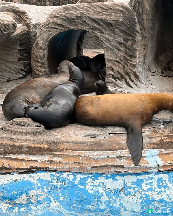 名古屋東山動植物園，可以睇到好多動物，而且週邊都好靚，又大，...