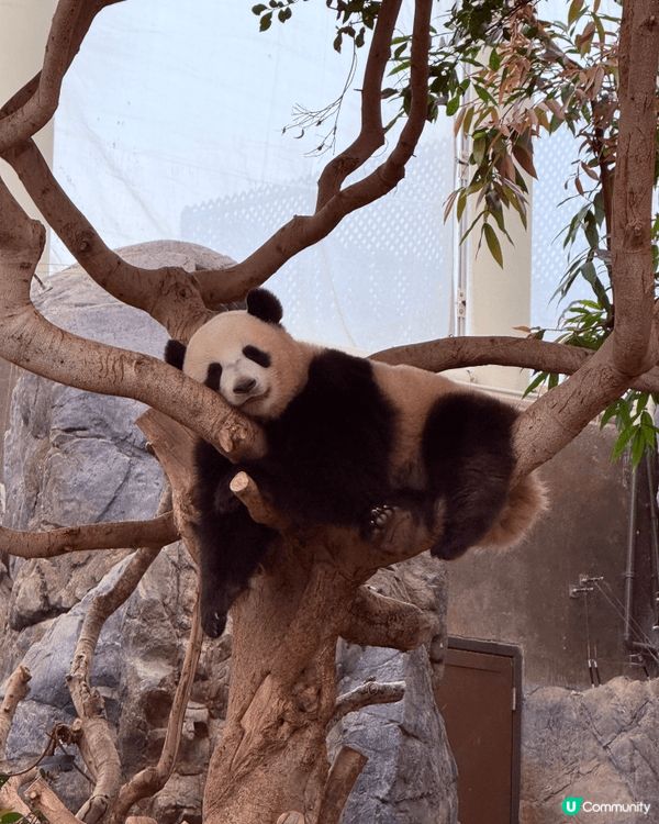香港海洋公園，係大小朋友都鐘意嘅樂園。有可愛大熊貓，同各種海...