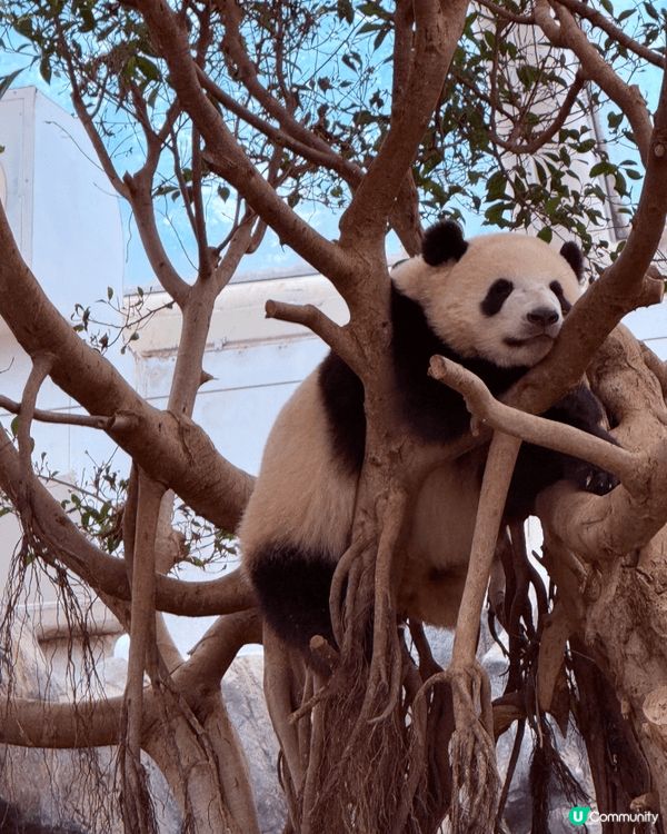 香港海洋公園，係大小朋友都鐘意嘅樂園。有可愛大熊貓，同各種海...