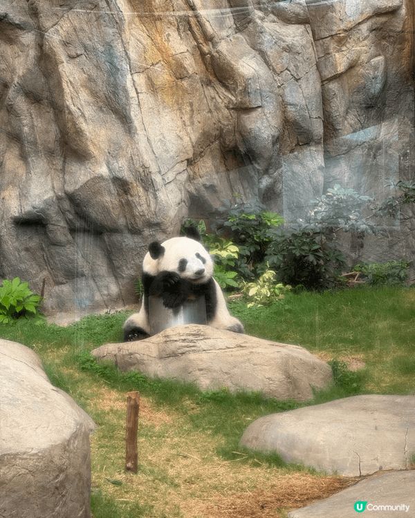 小朋友很喜歡熊貓，得知港產大熊貓龍鳳胎姊弟即將迎來兩歲生日，...
