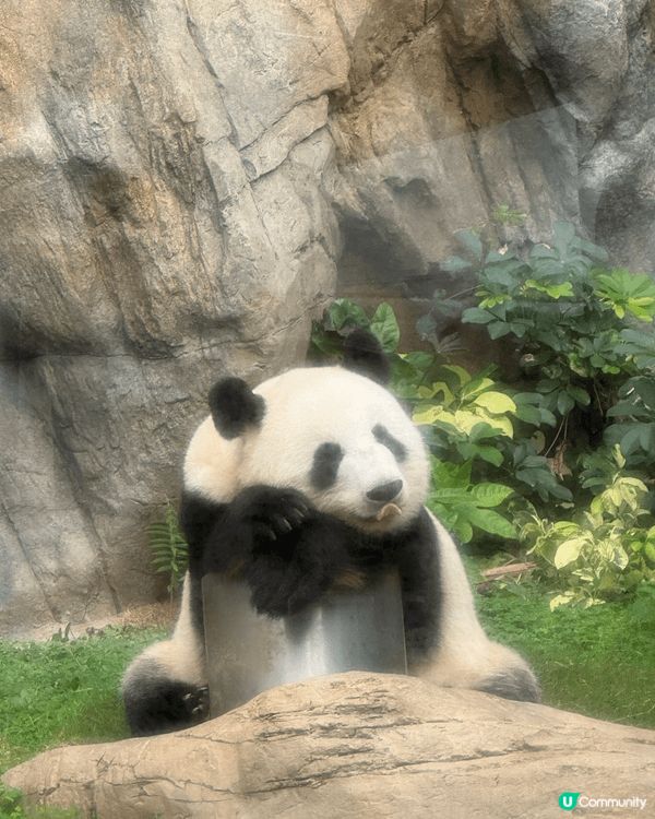 小朋友很喜歡熊貓，得知港產大熊貓龍鳳胎姊弟即將迎來兩歲生日，...