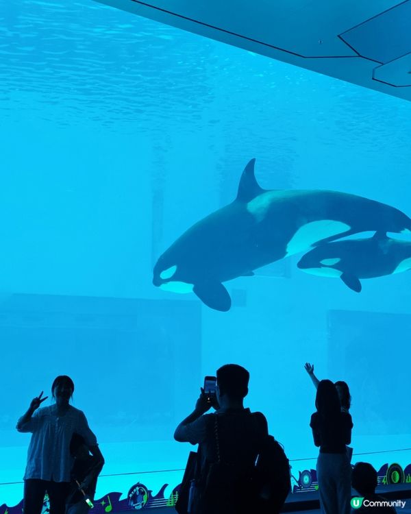 珠海長隆飛船樂園是全球最大的全室內主題樂園。外觀如巨型太空船...