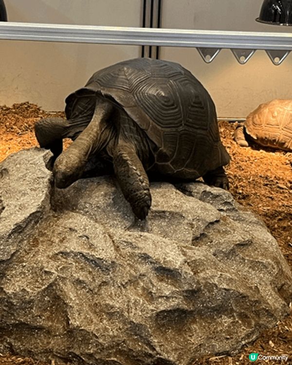 去合和中心見到有動物展，有唔同種類稀有動物，好啱大人同小朋友...