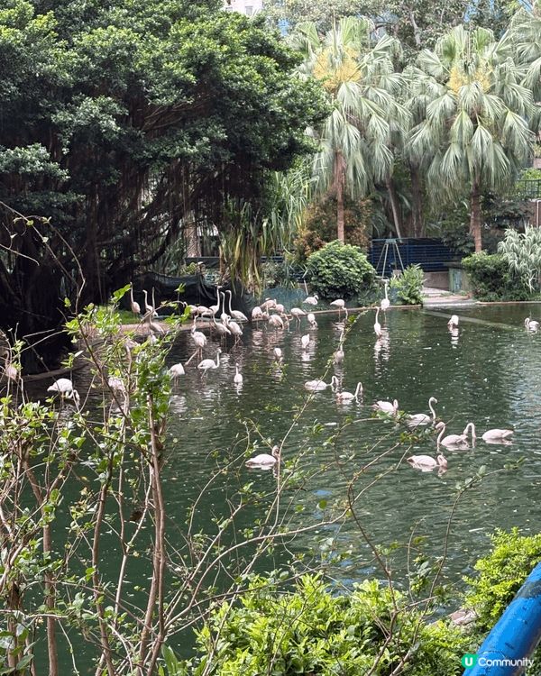 我推介九龍公園