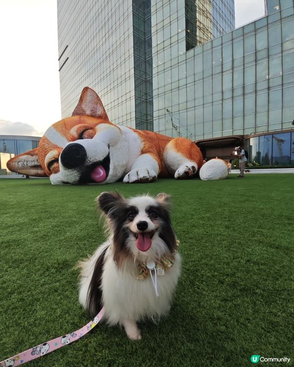 巨型哥基Mochi現身Mega Sky 🐶💕
