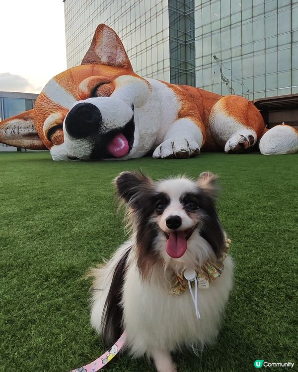 巨型哥基Mochi現身Mega Sky 🐶💕