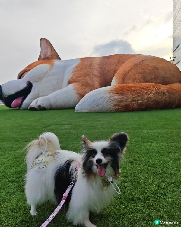 巨型哥基Mochi現身Mega Sky 🐶💕