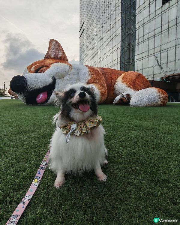 巨型哥基Mochi現身Mega Sky 🐶💕