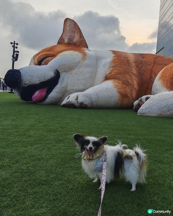 巨型哥基Mochi現身Mega Sky 🐶💕
