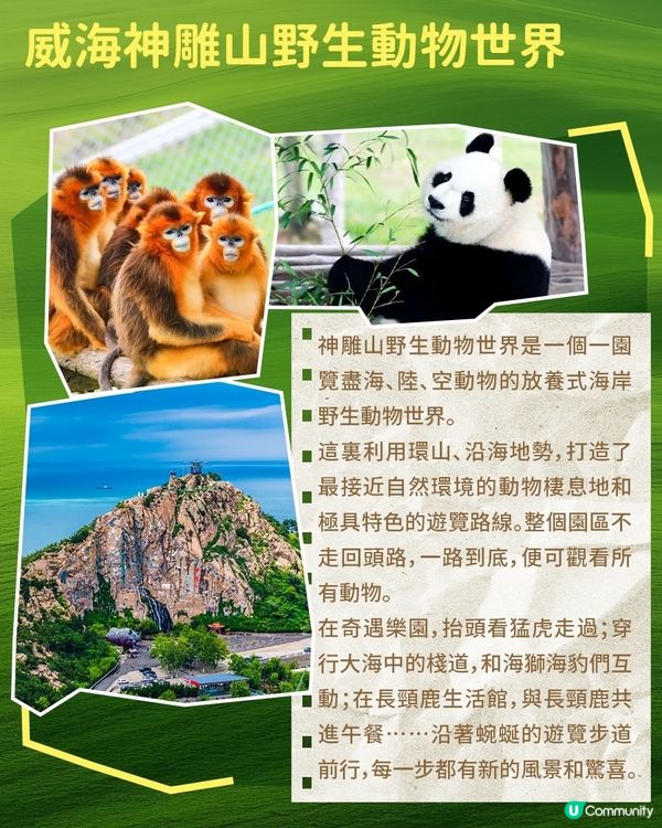港澳親子遊必逛！山東動物園合集