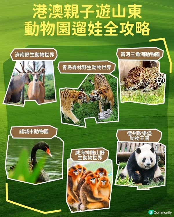 港澳親子遊必逛！山東動物園合集
