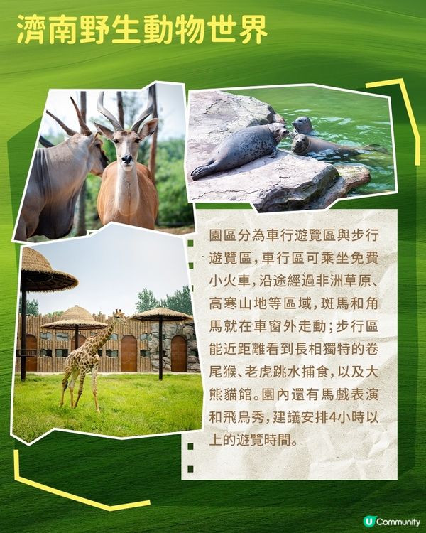 港澳親子遊必逛！山東動物園合集