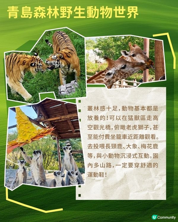 港澳親子遊必逛！山東動物園合集