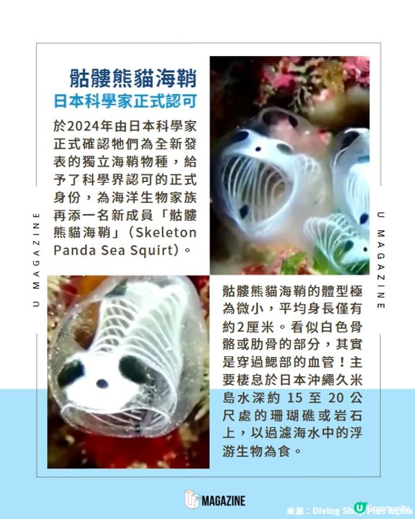 透明「骷髏骨熊貓」原來是深海物種！🌊🐼
