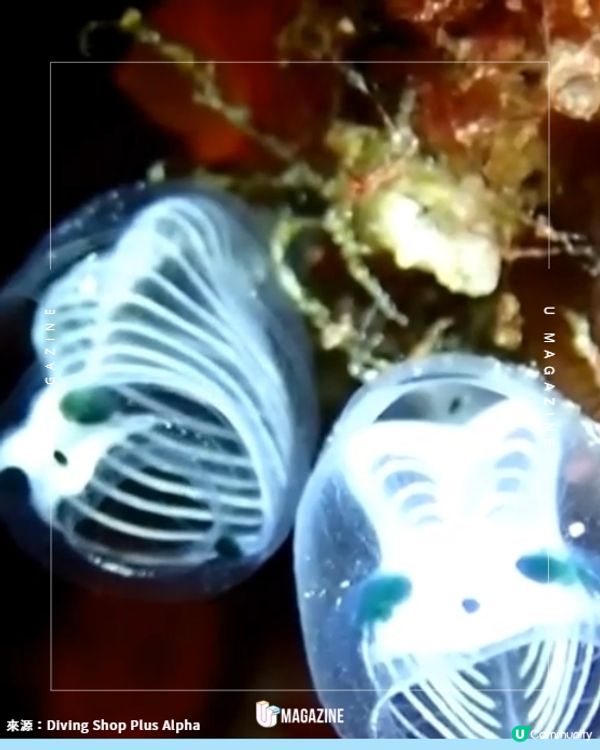 透明「骷髏骨熊貓」原來是深海物種！🌊🐼