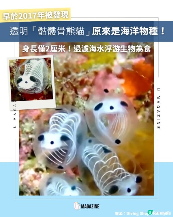 透明「骷髏骨熊貓」原來是深海物種！🌊🐼