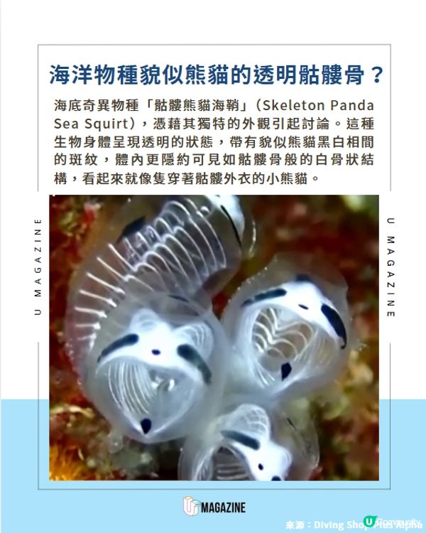 透明「骷髏骨熊貓」原來是深海物種！🌊🐼