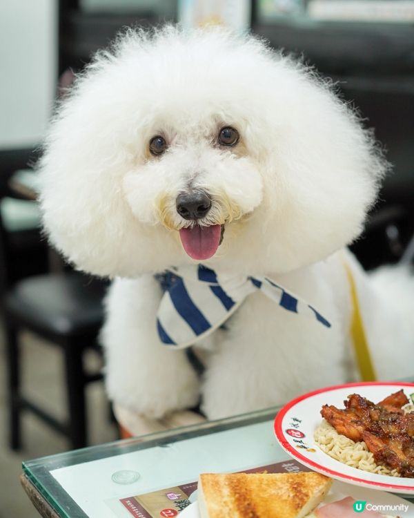 終於同毛孩去茶記！🐶☕️
