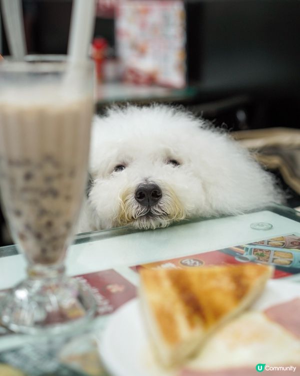 終於同毛孩去茶記！🐶☕️