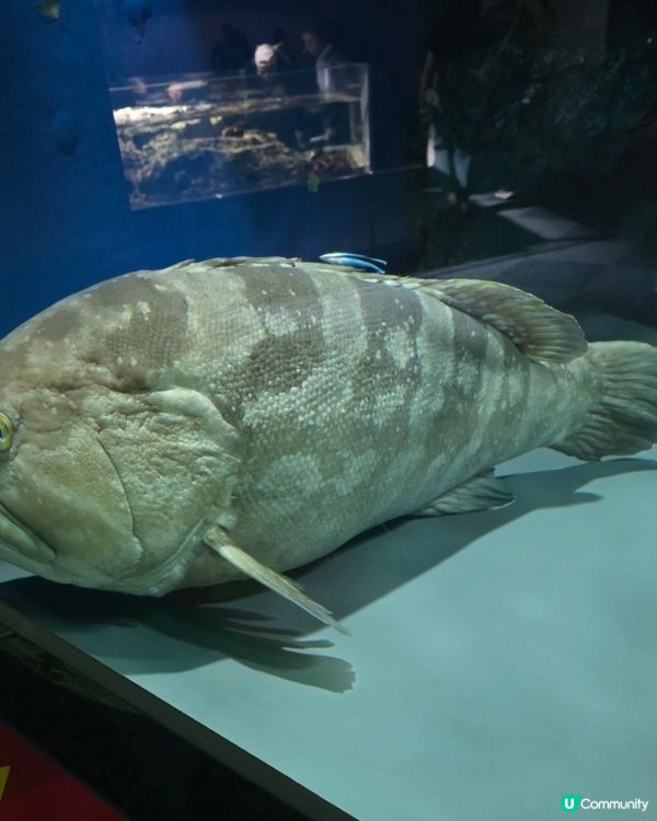 名古屋水族館好多嘢睇！🐳🐬🐧 