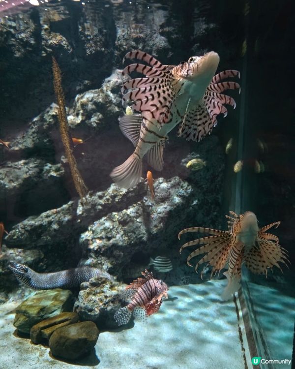 名古屋水族館好多嘢睇！🐳🐬🐧 