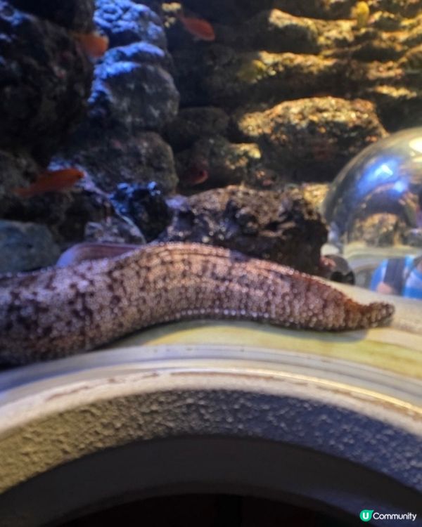 名古屋水族館好多嘢睇！🐳🐬🐧 