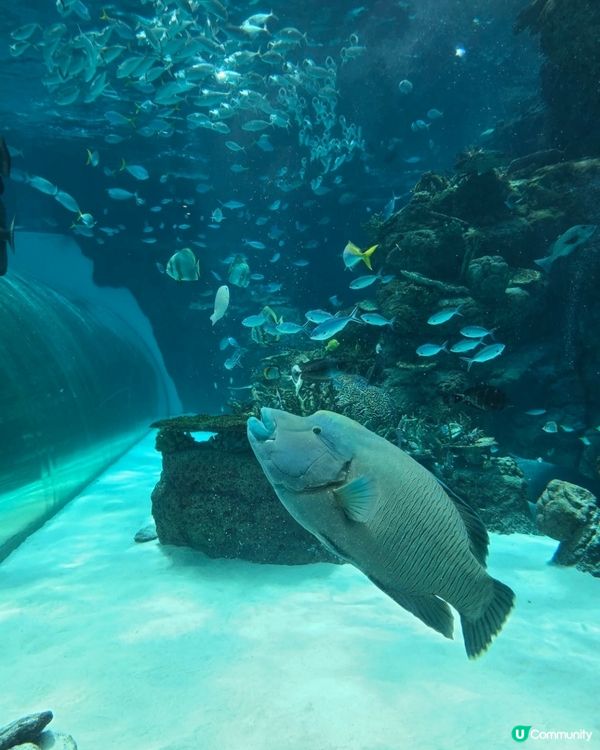 名古屋水族館好多嘢睇！🐳🐬🐧 